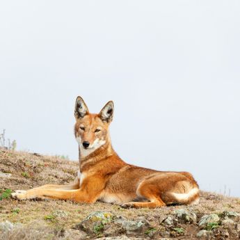 Ethiopian wolf  Ethiopian wolf
