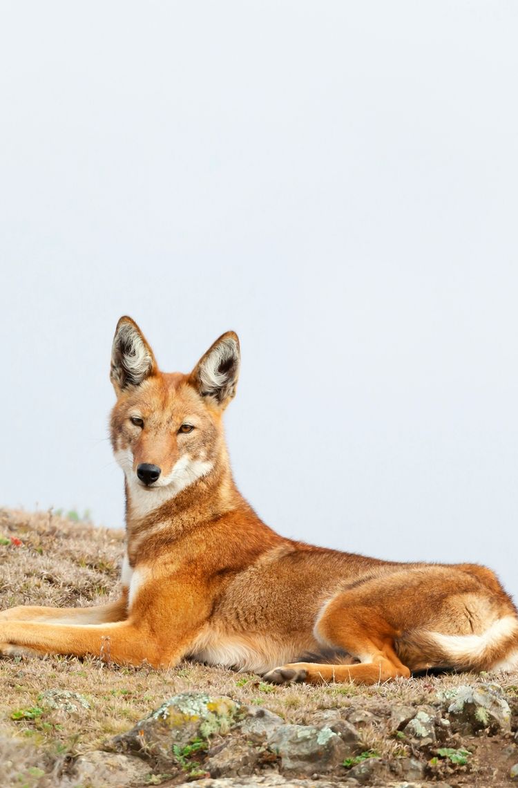 Ethiopian wolf Ethiopian wolf