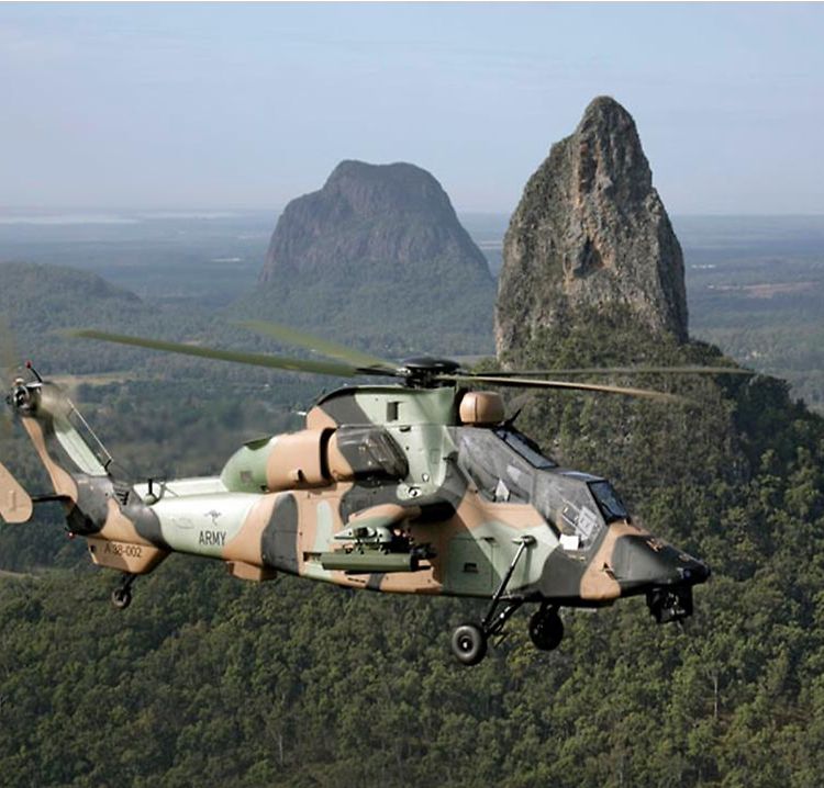 Tiger Australian Tiger Australian