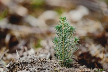 Seedling Seedling