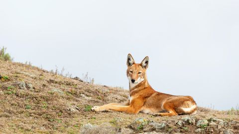 Ethiopian wolf  Ethiopian wolf