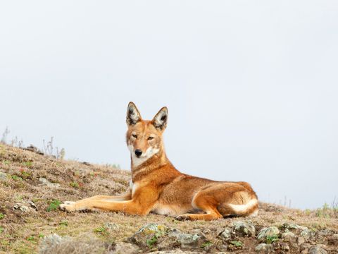 Ethiopian wolf  Ethiopian wolf
