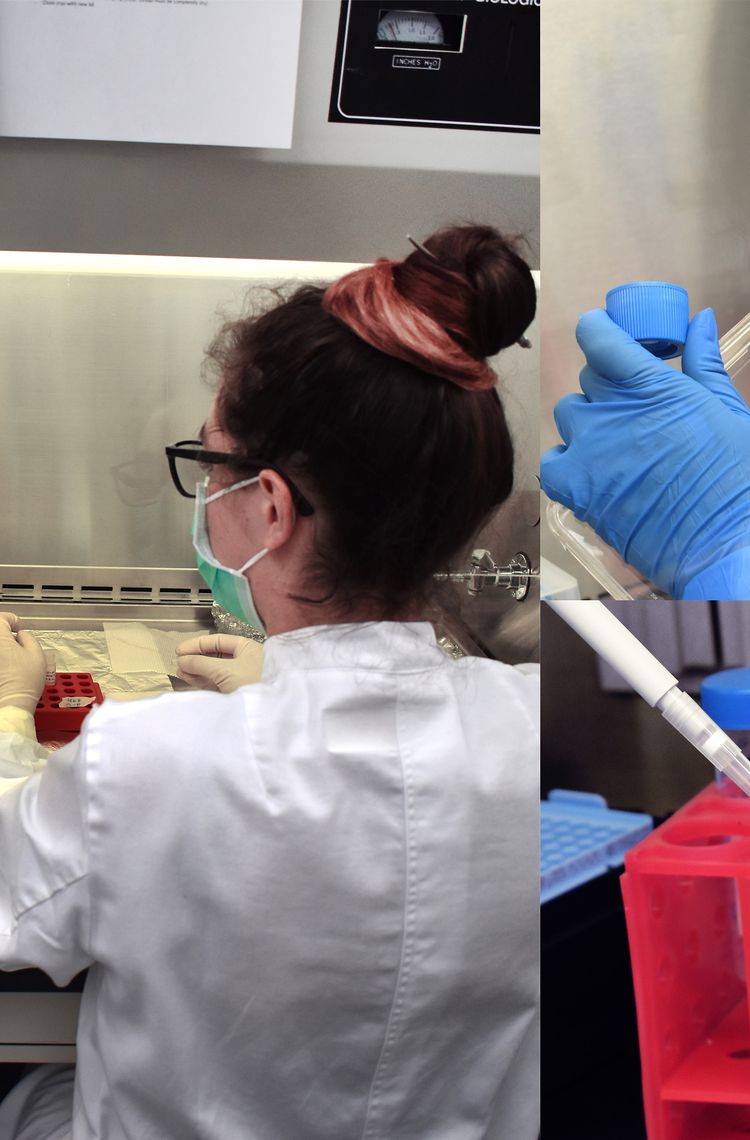 3D Organoids Preparation 3D Organoids Preparation