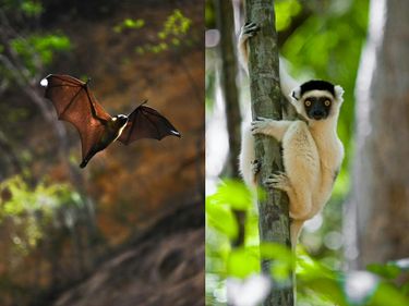 Makay Massif bat and lemur © Evrard Wendenbaum - Naturevolution Makay Massif bat and lemur © Evrard Wendenbaum - Naturevolution