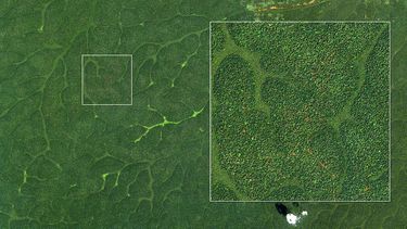 f22fdc648ade1f8299bee9214ce4ce7e_reforestation-satellite-Cameroon f22fdc648ade1f8299bee9214ce4ce7e_reforestation-satellite-Cameroon
