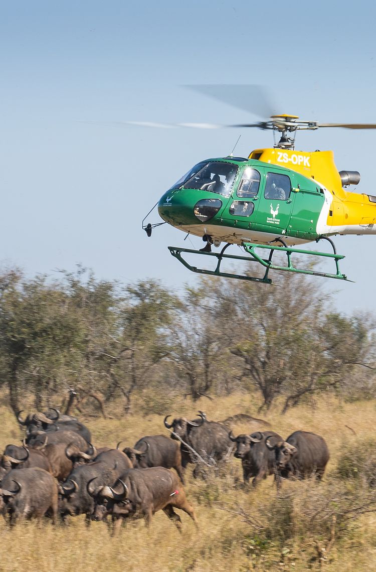 An Airbus H125 surveying wildlife An Airbus H125 surveying wildlife