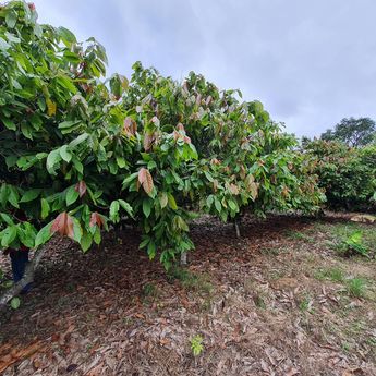 Cocoa plantation in Ivory Coast Cocoa plantation in Ivory Coast