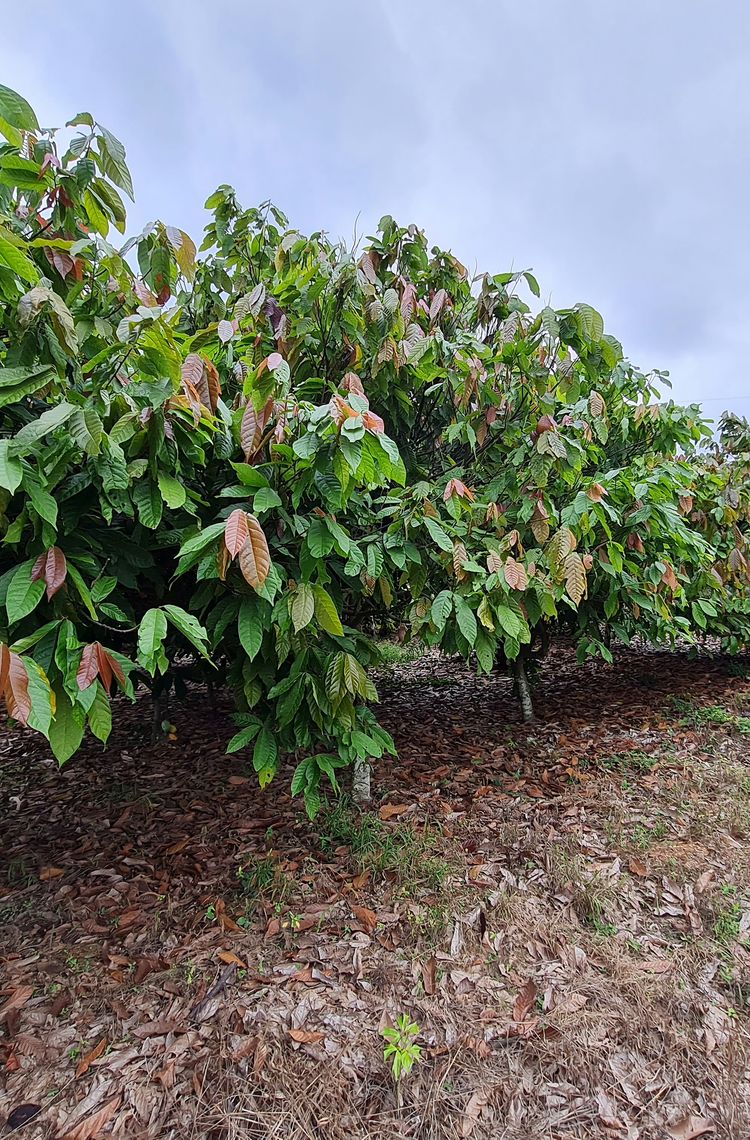 Cocoa plantation in Ivory Coast Cocoa plantation in Ivory Coast