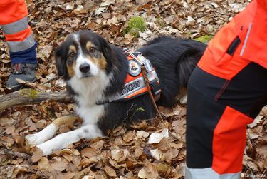 Rescue dog teams testing the use of broadband as part of a research project evaluating digital radio communication and ways to cover dead spots in the German countryside. Rescue dog teams testing the use of broadband as part of a research project evaluating digital radio communication and ways to cover dead spots in the German countryside.