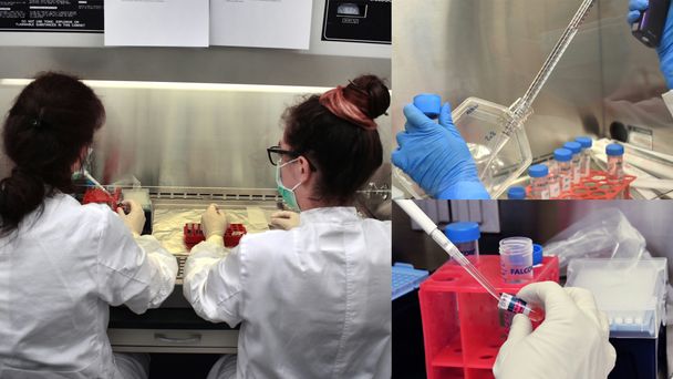 3D Organoids Preparation